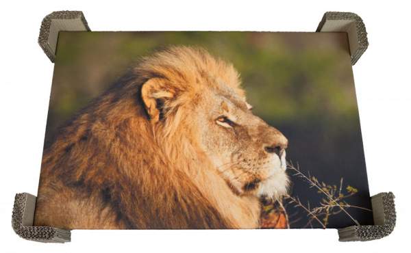 Naturebox® Teleskopverpackung 700x105x950mm | Doppelwellig